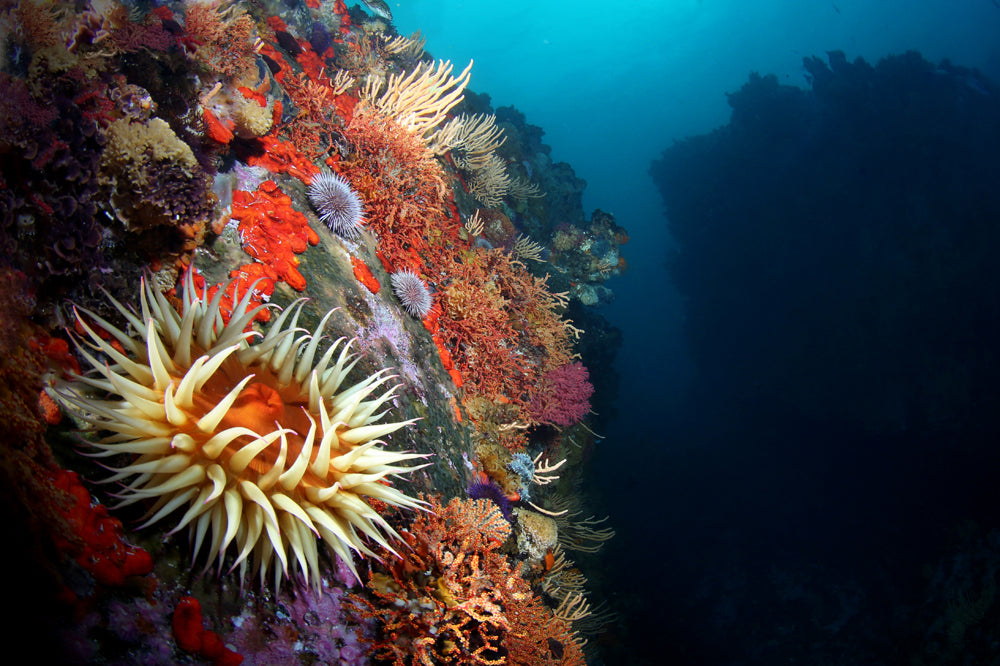 Colorful temperate reef with a large anemone in a deep blue ocean.