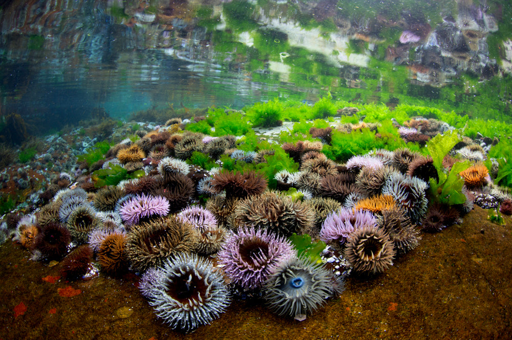 Close-up of sea anemones on a rocky underwater landscape