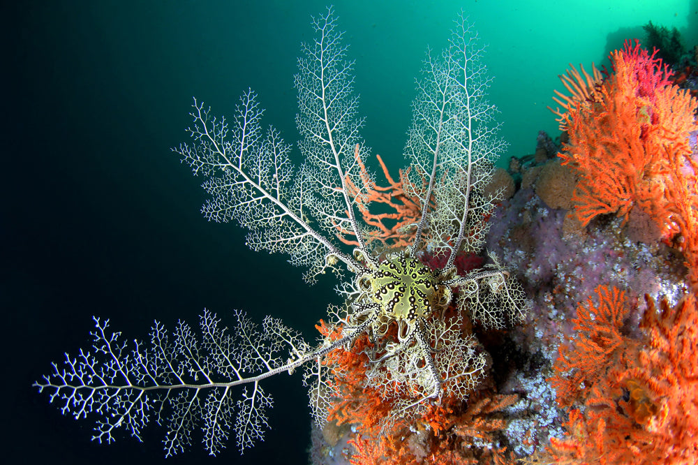 Colorful reef scene of a filterfeeding basket star with a gradient background