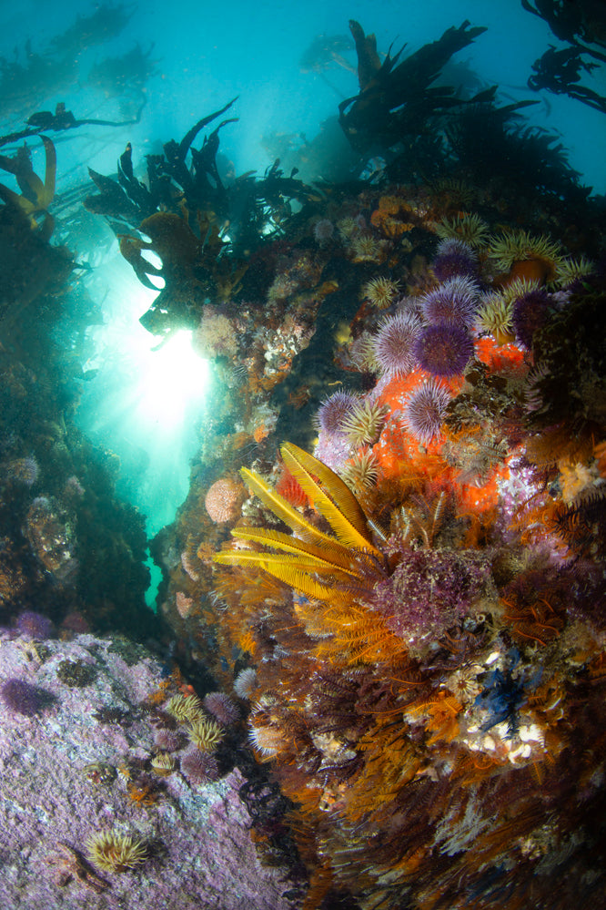 Colorful underwater scene with featherstar and kelp in a marine environment