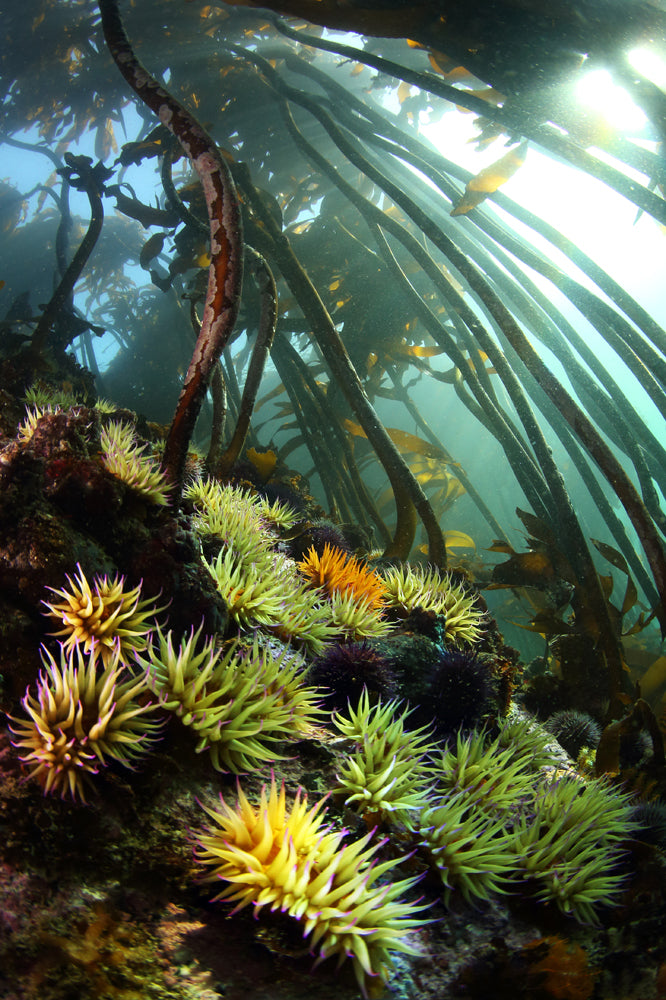 Underwater scene with kelp and sea anemones in a kelp forest
