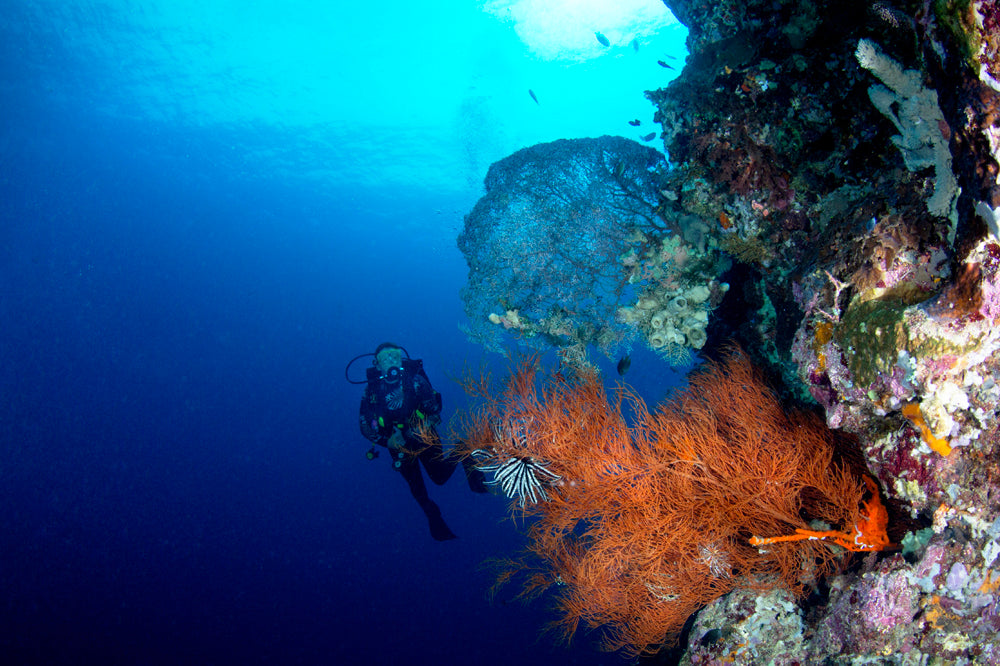 Diver exploring a coral reef underwater with vibrant red and blue colours.