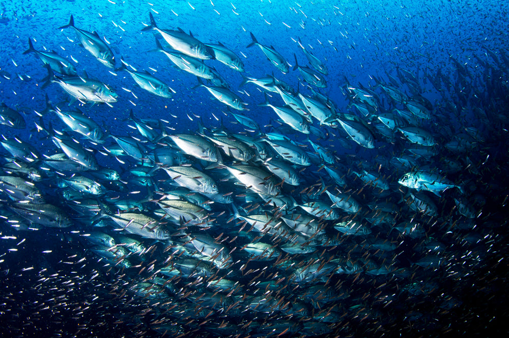 School of bigeye trevally swimming in a blue underwater environment