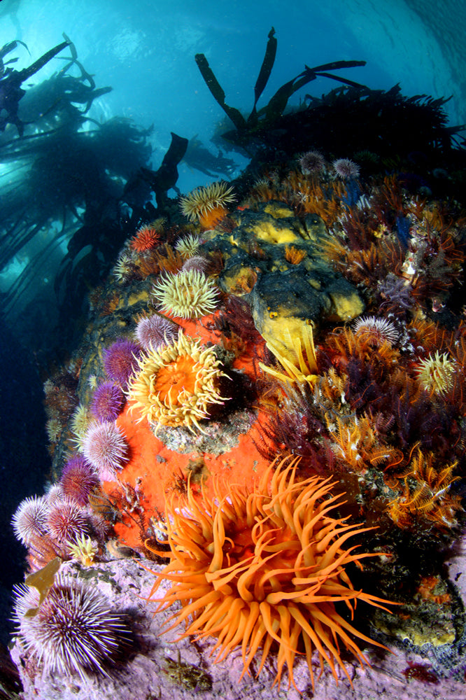 Colorful underwater scene with various sea anemones and a kelp forest in the background.