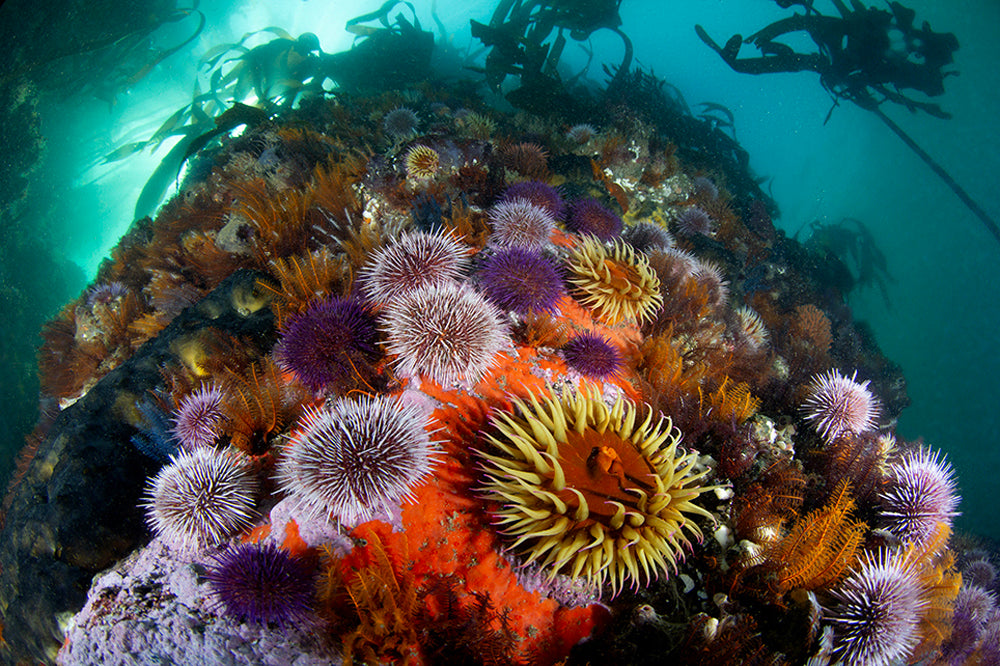 Colorful underwater scene with sea anemones and kelp on a rocky seabed.