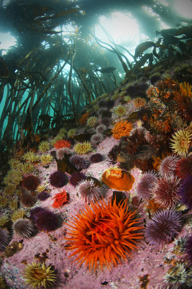 Underwater scene with colorful sea anemones and kelp