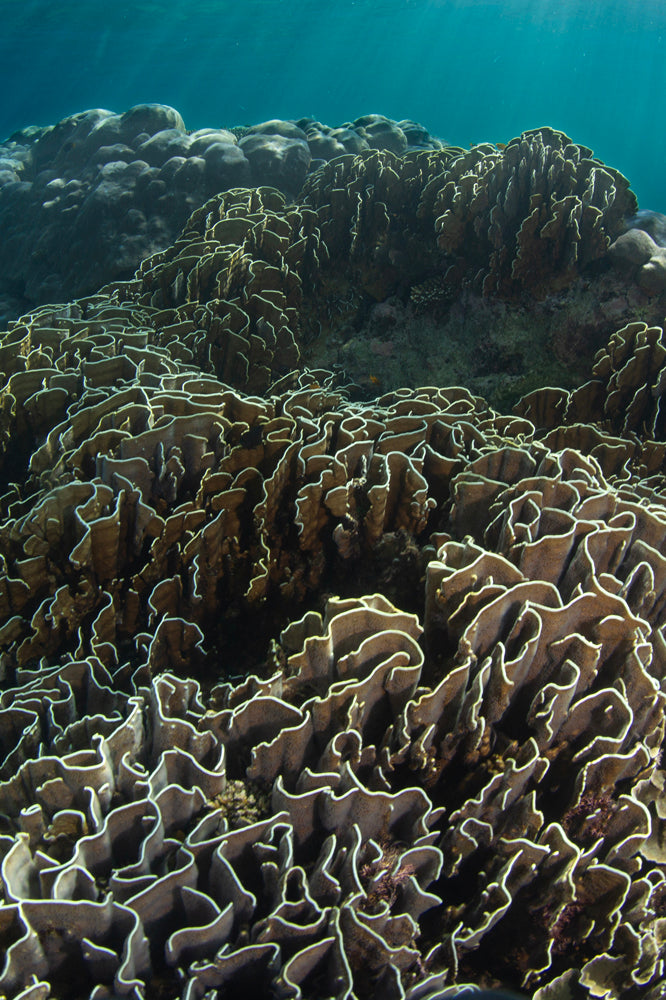 Close-up of textured coral underwater with sunlight filtering through water.
