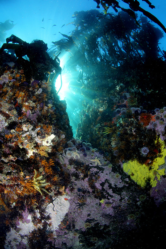 Early morning light on Mellow Yellow reef