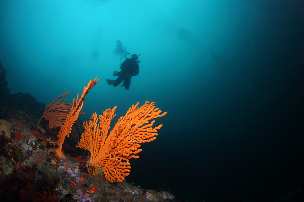 Diver exploring underwater scenery with orange coral