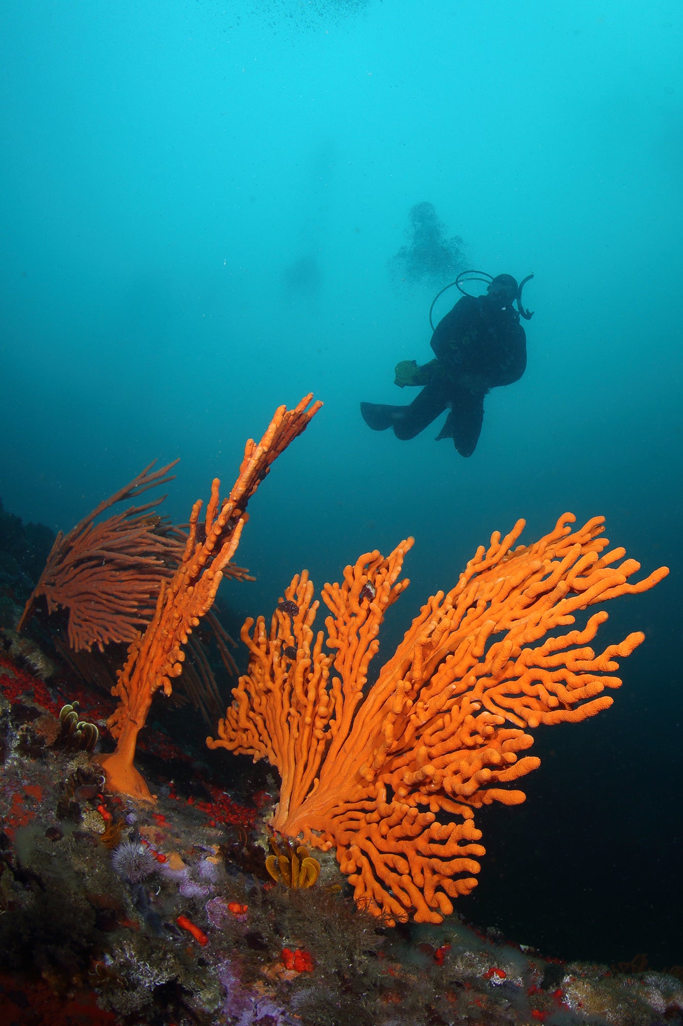 Diver exploring an underwater scene with orange coral
