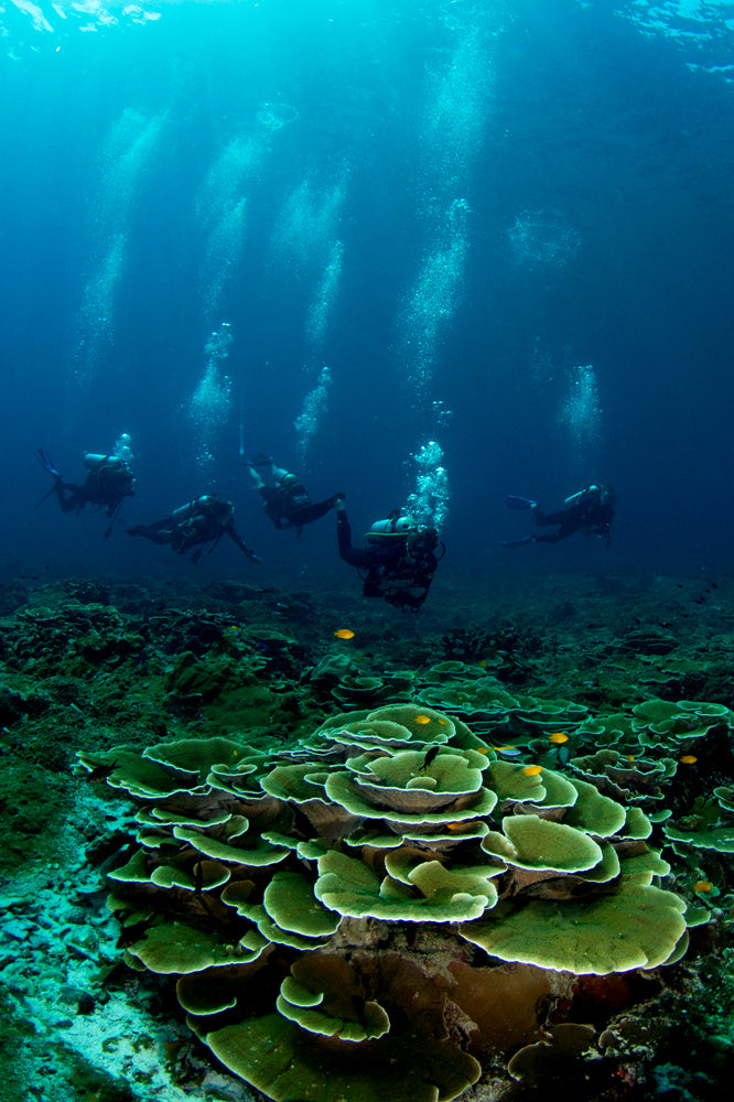 Scuba divers exploring a coral reef underwater.