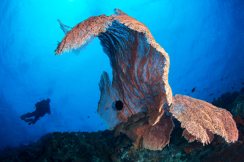 Large sea fan coral with a diver in the background underwater