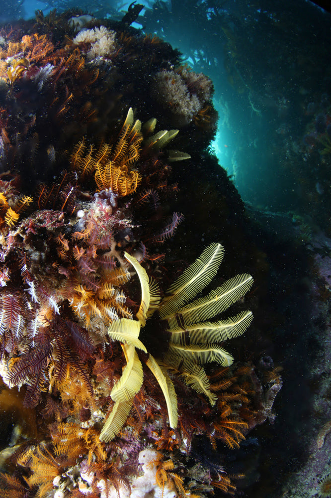 Close-up of elegant featherstars on a rocky underwater surface