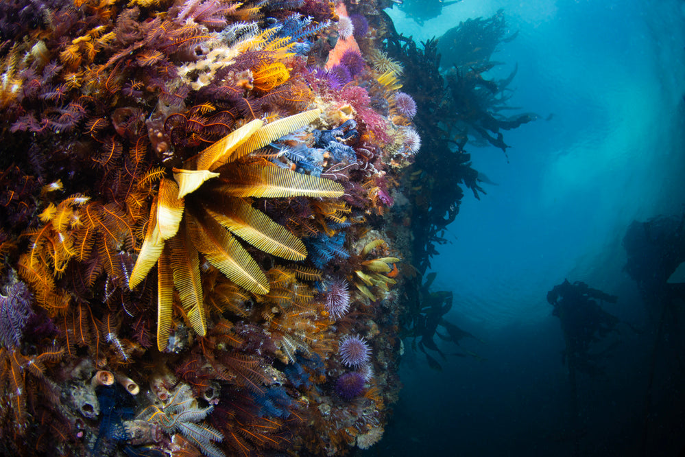 Close-up colorful underwater scene of an eleganyt feather star on a reef wall.