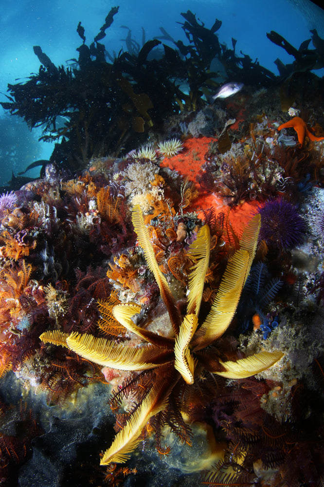 Colorful underwater scene with a yellow feather star on a temperate kelp forest reef.