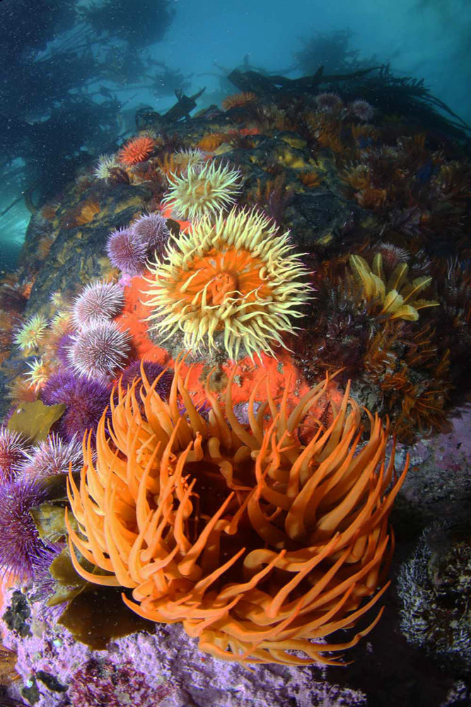 Colorful underwater scene with various sea anemones and urchins and other species.