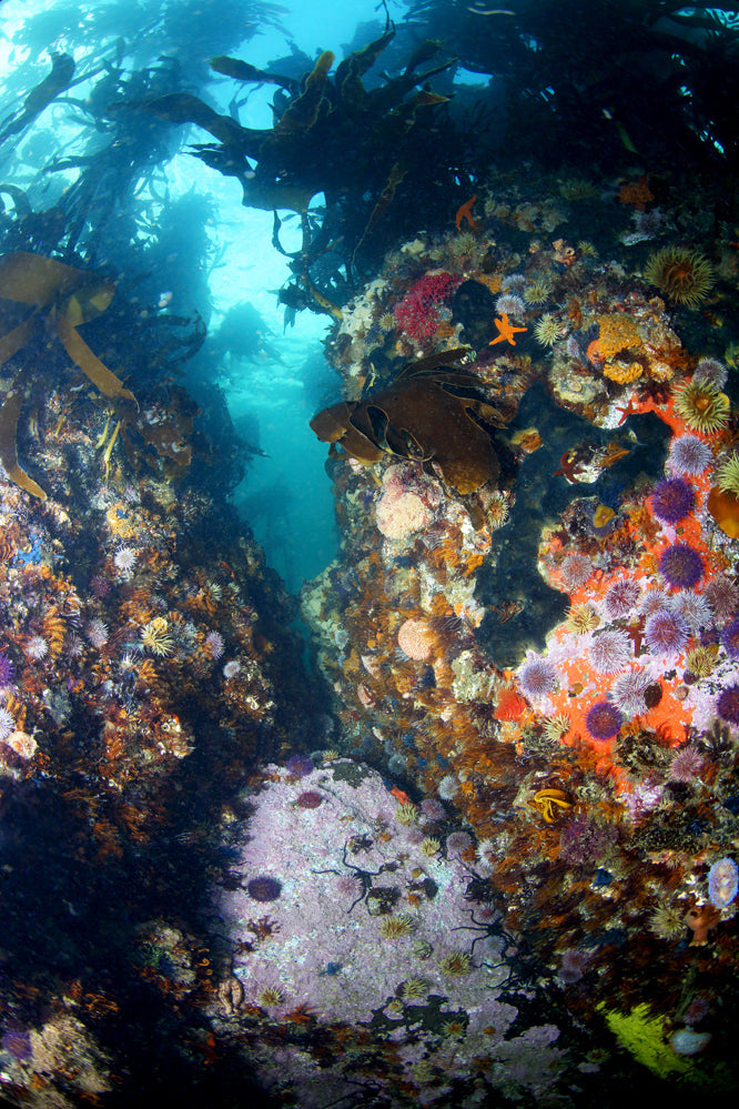Colorful coral reef with various marine life in a underwater setting