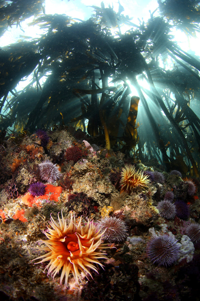 Underwater scene with colorful sea anemones and kelp