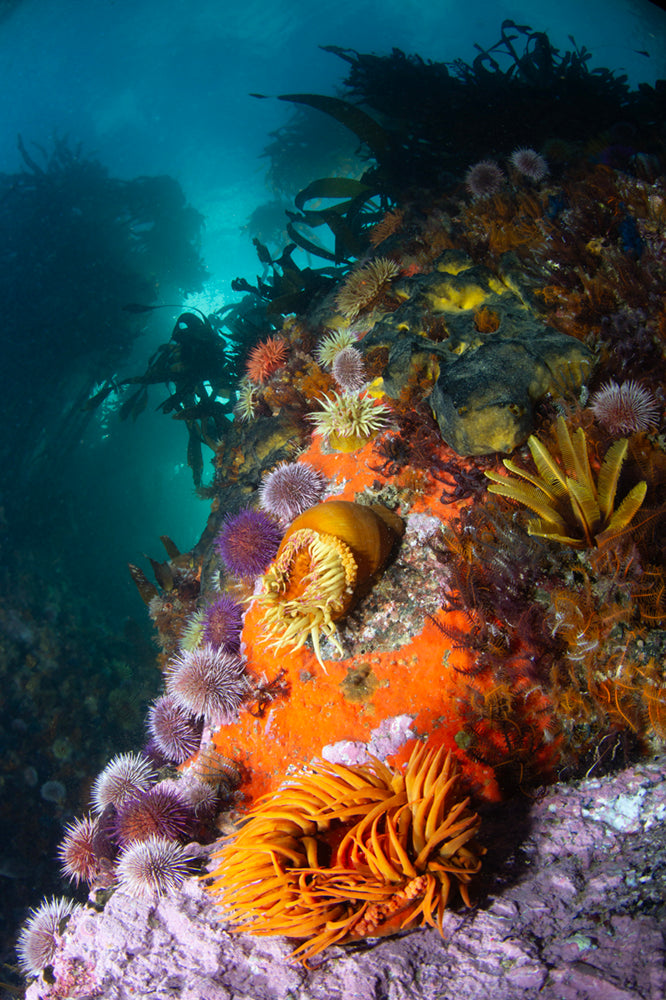 Colorful underwater scene with sea anemones and kelp forests in the background