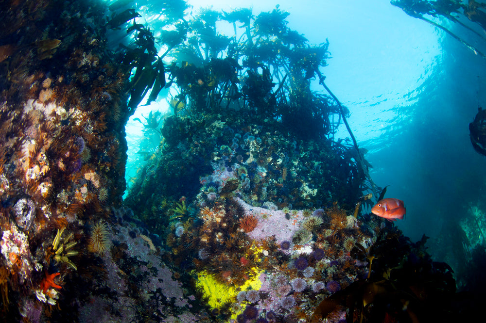 Kelp forest underwater scene with red roman fish