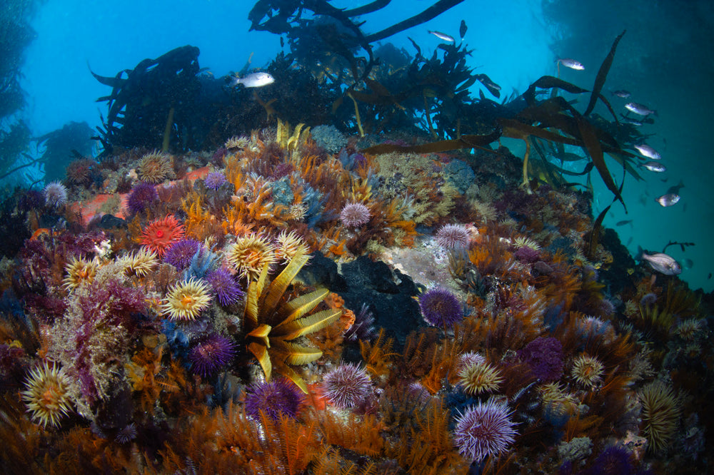 Colorful underwater scene with featherstars and urchind in a kelp forest