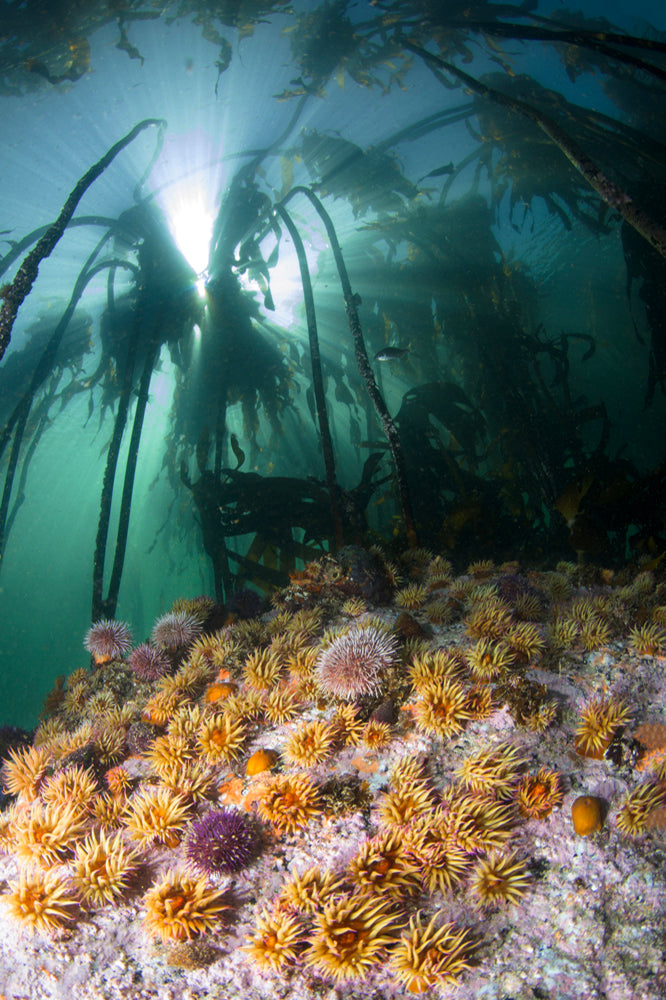 Underwater scene with kelp and anemones in dappled light within a marine ecosystem