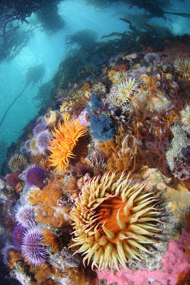 Pastel colours of an underwater scene of various sea anemones and urchins