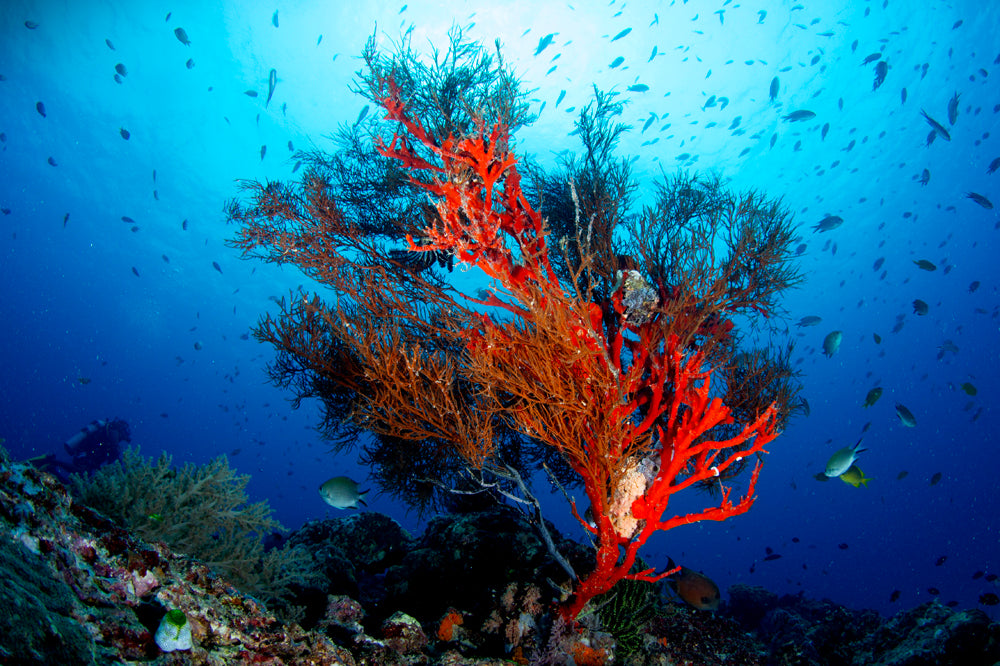 Underwater scene with red orange coral and fish in a blue ocean.
