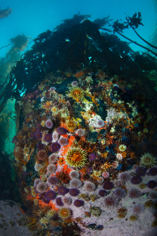 Colorful temperate marine life on a kelp forest reef wall.