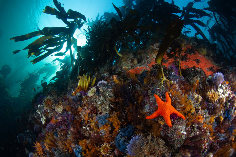 Underwater scene with seastars on a kelp forest reef