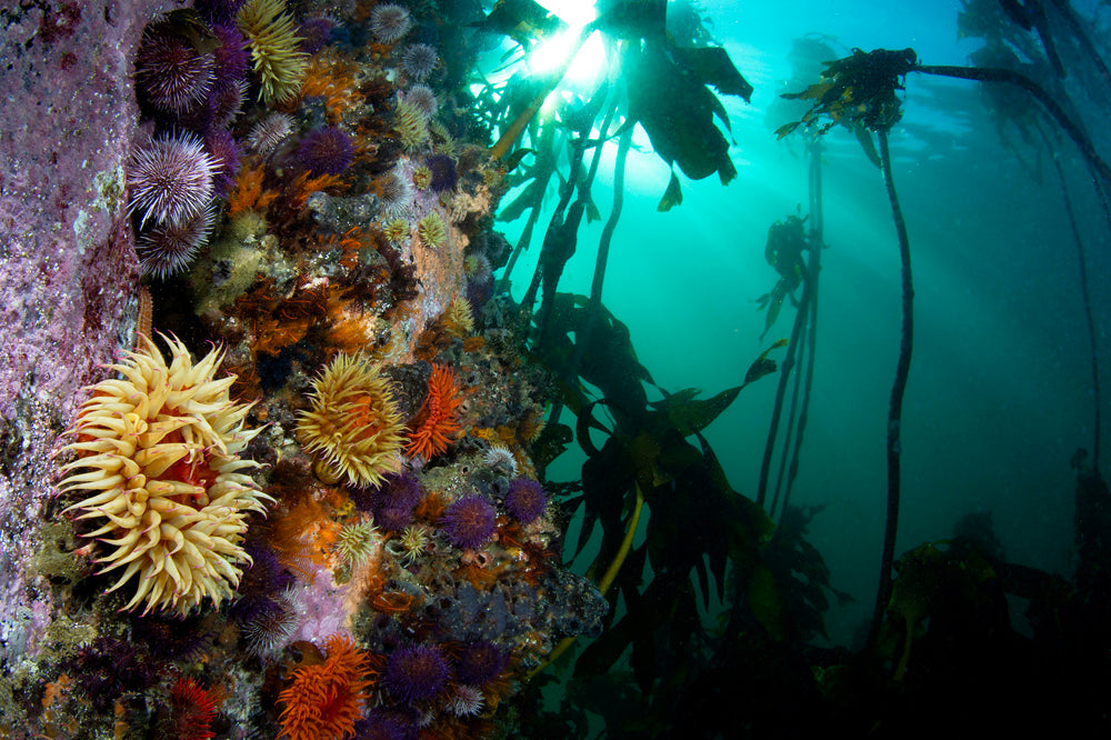 Underwater scene with colorful sea anemones and kelp on a reef.