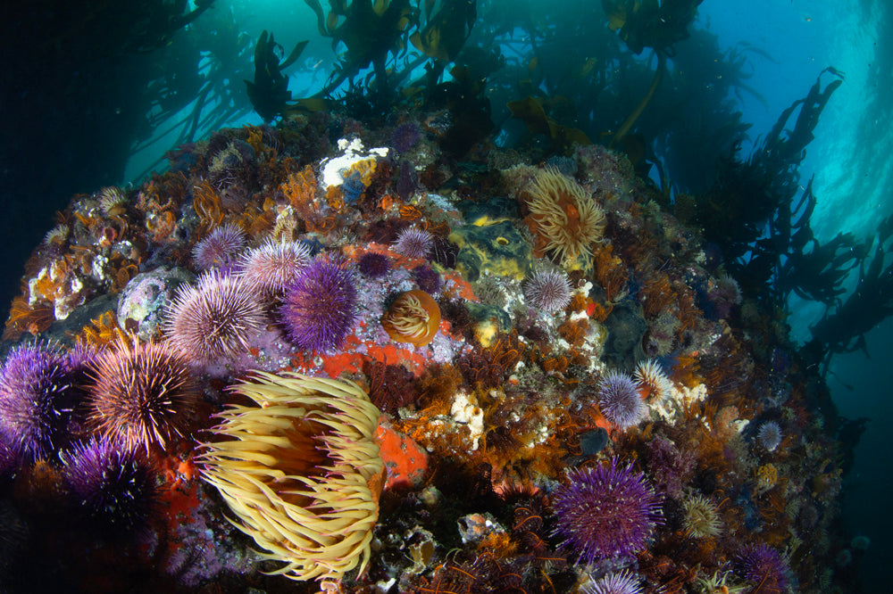 Colorful underwater scene with various sea anemones on a rocky seabed.