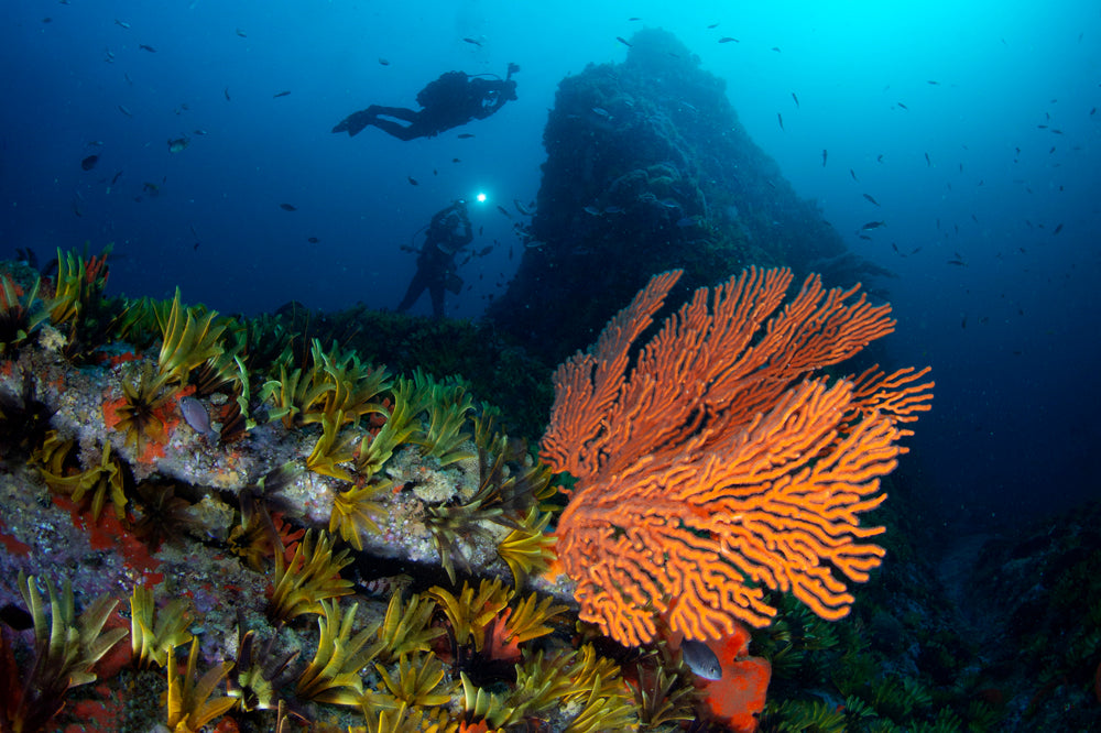 Divers exploring pinnacles of Whittle Rock, False Bay.