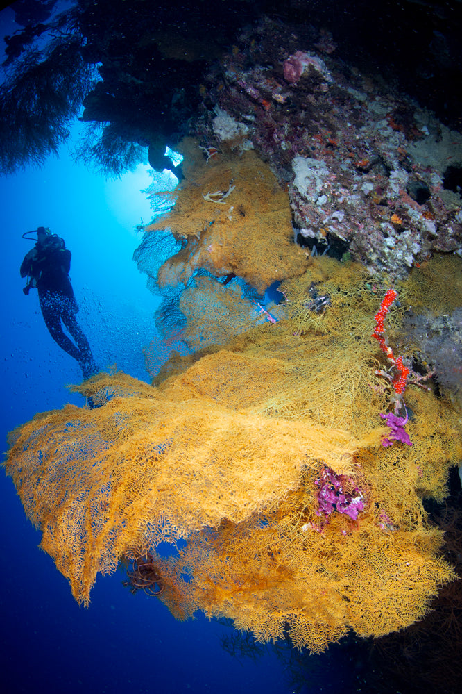 Diver exploring a coral reef with large yellow soft corals and colorful sealife.